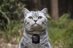 CatstacamҵèInstagramӰʦ