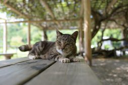 ɶӰ⣺ʱ 35mm F1.8 VCƬ