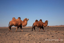  �����������ڲ�ͬ����Ƭ���ɶ���Ӱ��ѵ����ʦ������ 