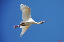  Ӧ������������񣿳ɶ���Ӱ��ѵ����ʦ�������� 