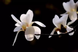  ��������ɫ�������ܣ� 