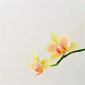  ӰѧӰˮƽСɣ 
